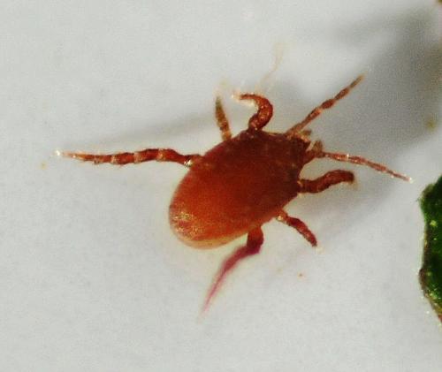 Macrocheles sp.